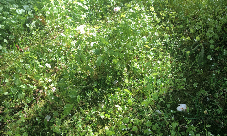 Person touching grass in the daytime