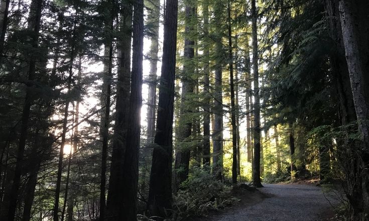 Sunlight shines through the pine curtain