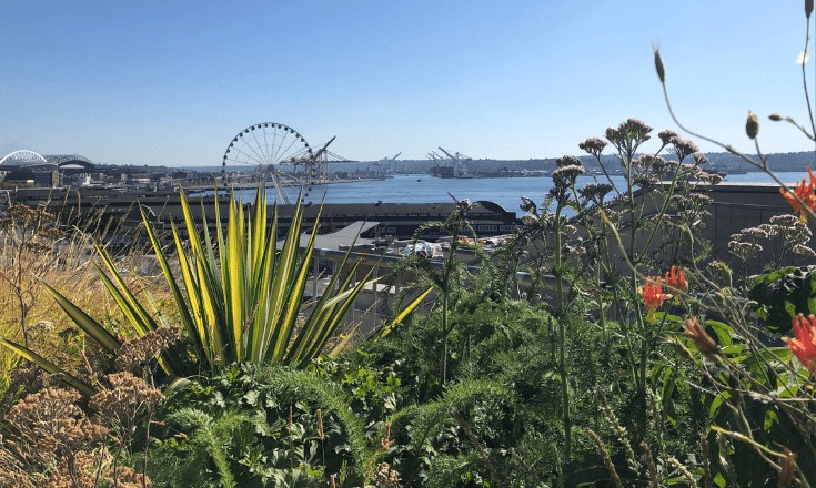 Flowers at a Pike Place Market lookout.